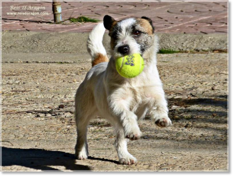 Caractère du Jack Russell Terrier