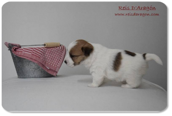 Chiot Jack Russell Terrier portée "E" de Reis D'Aragón Chiot Jack Russell Terrier portée "E" de Reis D'Aragón