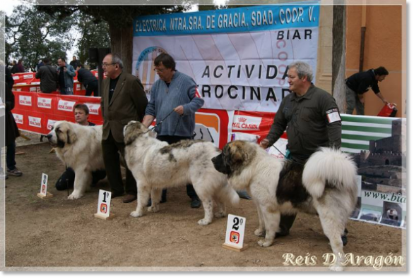 XXXII XXXII National d'Elevage du Mâtin des Pyrénées