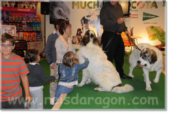 Septembre 2010. Conférence sur le mâtin des Pyrénées à El Corte Inglés