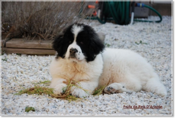 Chiot mâtin des Pyrénées Frula de Reis D'Aragón - Catalogne