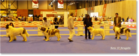 EXPOSITION NATIONALE CANINE SPÉCIAL RACES ESPAGNOLES MADRID 