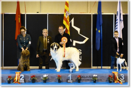 BIS races espagnoles 2019 Mâtin des Pyrénées BIS RREE 2019