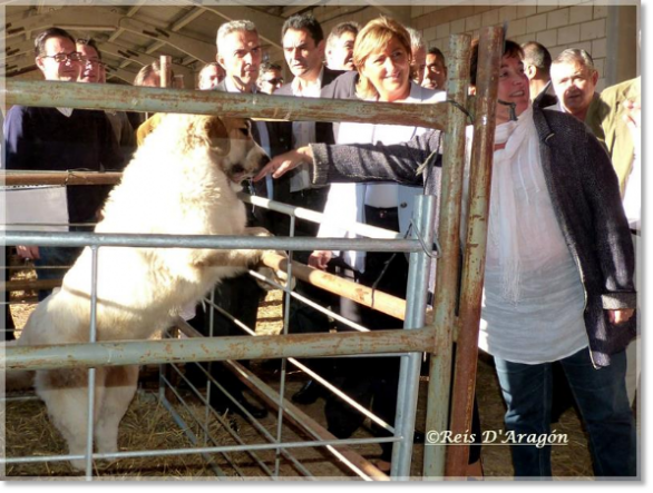 Foire de l'élevage de Cedrillas