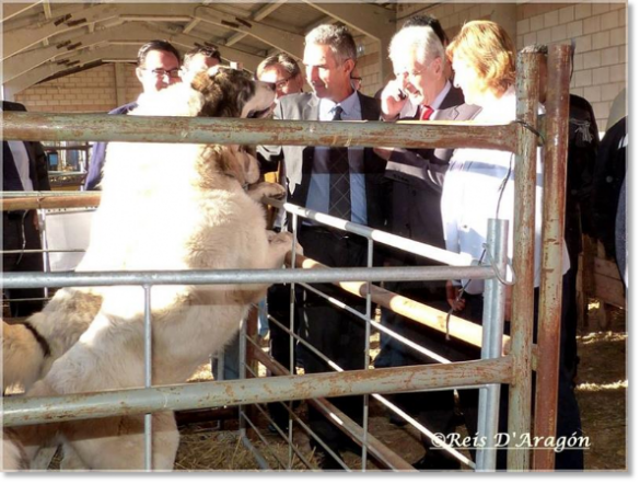 Foire de l'élevage de Cedrillas