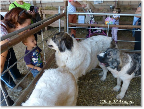 Foire de l'élevage de Cedrillas