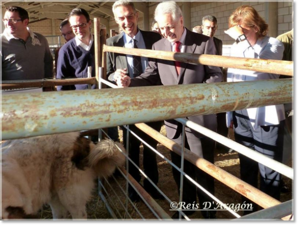 Foire de l'élevage de Cedrillas