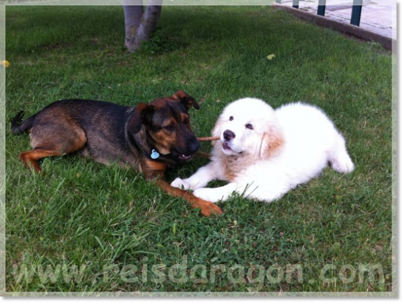 Le chiot Broto de Reis D'Aragón avec un ami. Le chiot Broto de Reis D'Aragón avec un ami.