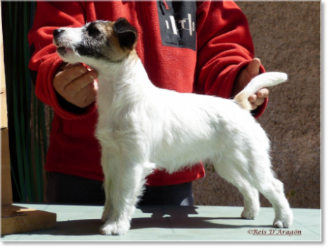 Description et caractère du Jack Russell Terrier