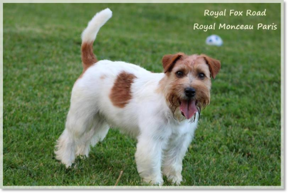 Père des chiots Royal Fox Road Royal Monceau Paris Père des chiots Royal Fox Road Royal Monceau Paris