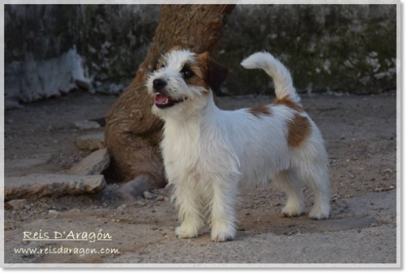 Mère des chiots Romina de Roc D'Auró