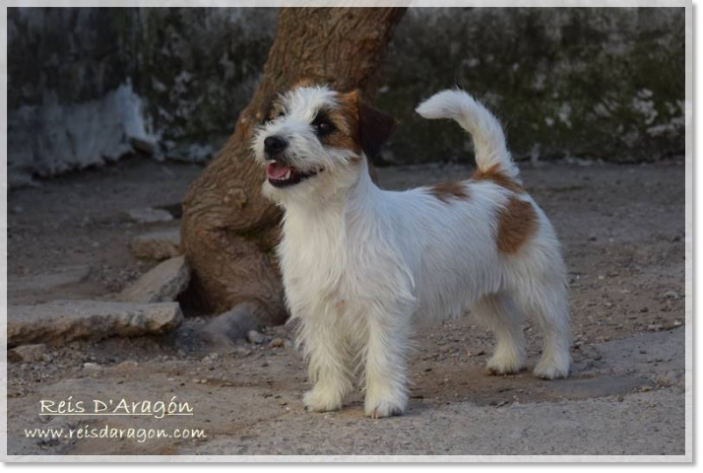 Mère des chiots Romina de Roc D'Auró Mère des chiots Romina de Roc D'Auró
