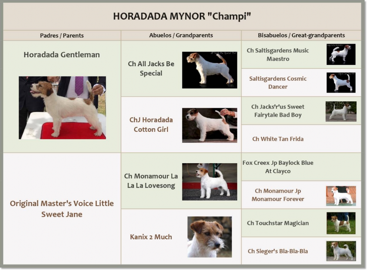 Pedigree du Jack Russell Terrier Horadada Mynor