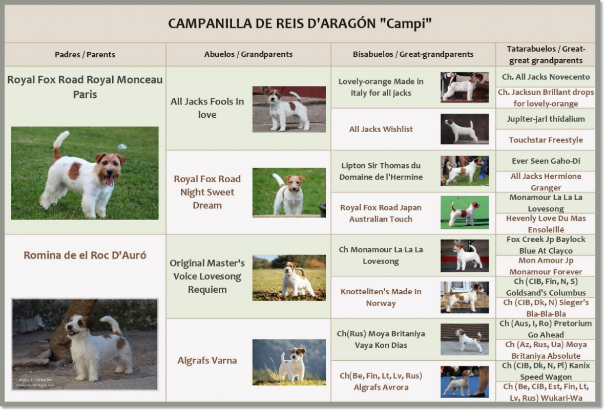 Pedigree de Jack Russell Terrier Campanilla de Reis D'Aragón Pedigree de Jack Russell Terrier Campanilla de Reis D'Aragón