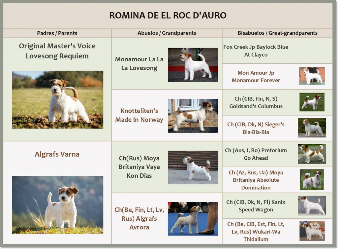 Pedigree de Jack Russell Terrier Romina de El Roc D'Auró