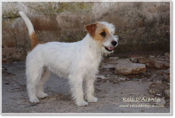 Femelle Jack Russell Terrier Campanilla de Reis D'Aragón " Campi ", mère de portée élevée en milieu familial