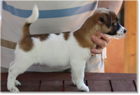 Chiot Jack Russell Terrier de Reis D'Aragón. Portée " A "