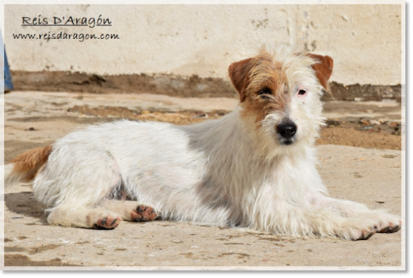 Jack Russell Terrier Campanilla de Reis D'Aragón Jack Russell Terrier Campanilla de Reis D'Aragón