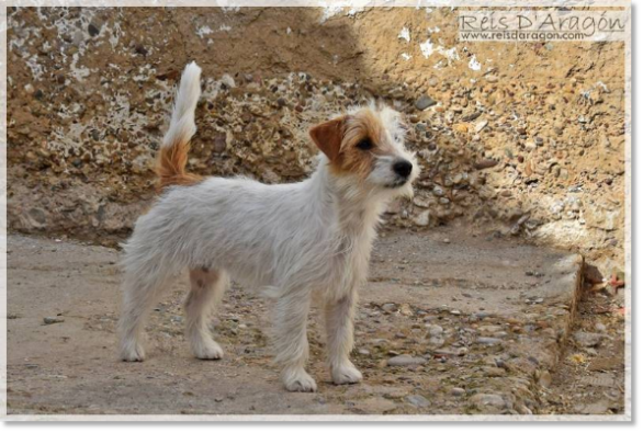 Jack Russell Terrier femelle Campanilla de Reis D'Aragón Jack Russell Terrier femelle Campanilla de Reis D'Aragón