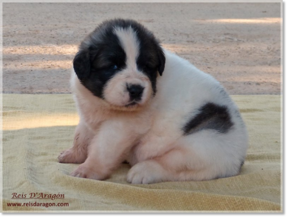 Chiots mâtin des Pyrénées de Reis D'Aragón