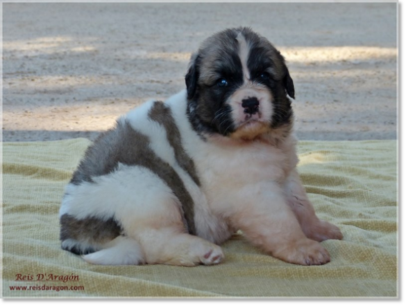 Chiots mâtin des Pyrénées de Reis D'Aragón