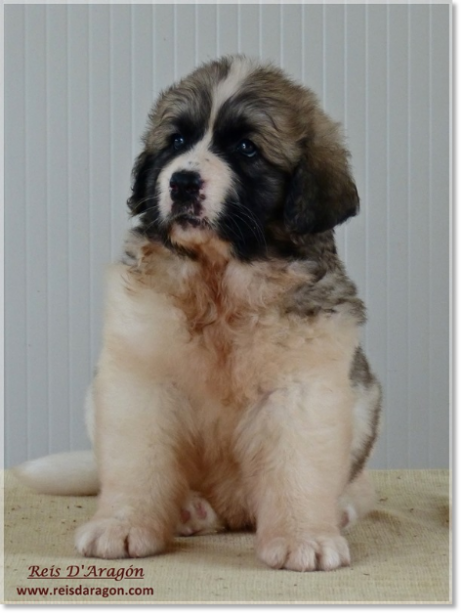 Chiots mâtin des Pyrénées de Reis D'Aragón