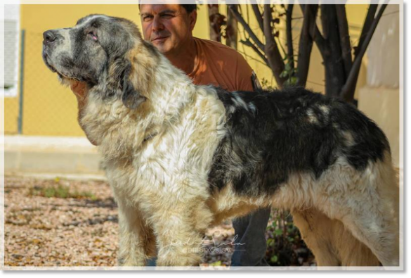 Père des chiots Ludowing Kuonohovin Père des chiots Ludowing Kuonohovin