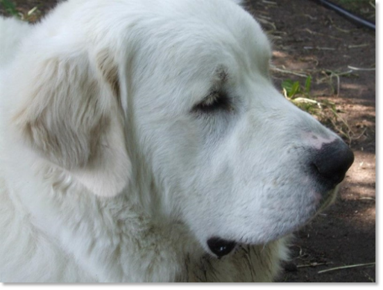 Les témoignages des familles de nos chiots Mâtin des Pyrénées