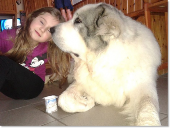 Les témoignages des familles de nos chiots Mâtin des Pyrénées