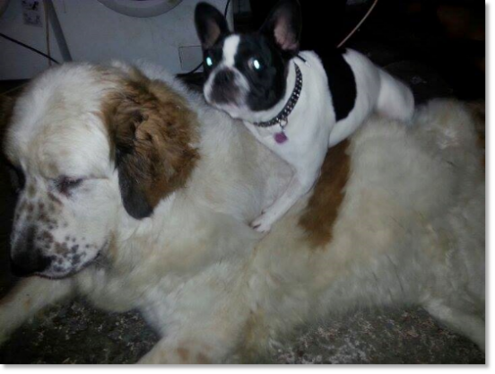 Les témoignages des familles de nos chiots Mâtin des Pyrénées