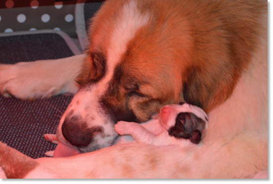 Les témoignages des familles de nos chiots Mâtin des Pyrénées