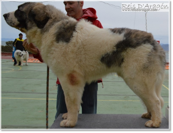 Père des chiots : Borruncho de Peña Isasa