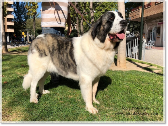 Mâtin des Pyrénées Quicena de Reis D'Aragón. 2 ans