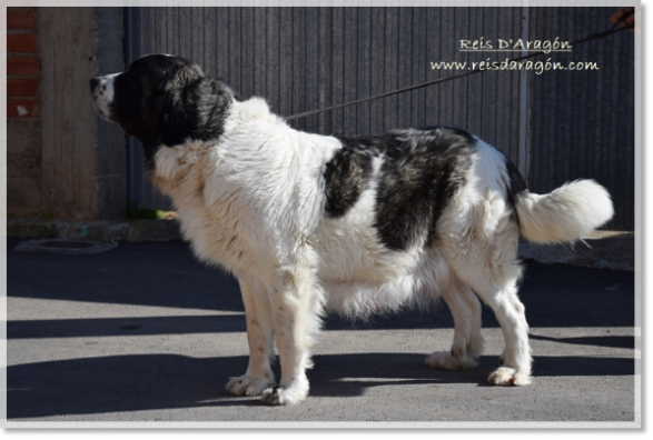 Mâtin des Pyrénées Quicena de Reis D'Aragón. 2 ans