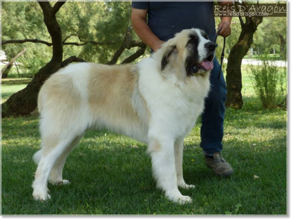 Mâtin des Pyrénées Wonder Boy de Font Roja. 16 mois