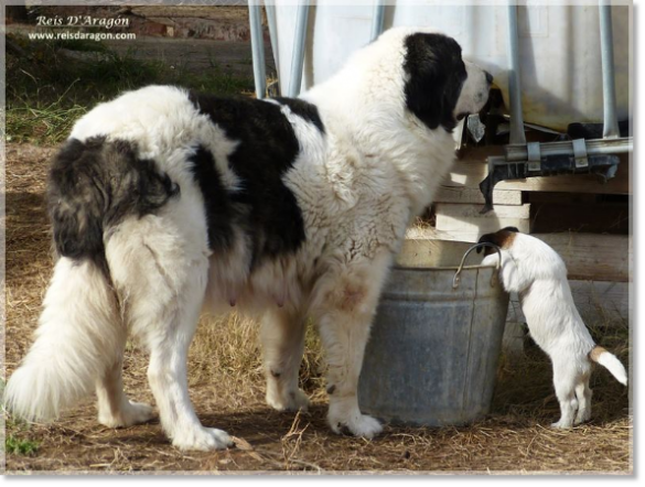 Giuditta (Mâtin des Pyrénées) et Lura de Gaspalleira (Jack Russell Terrier)