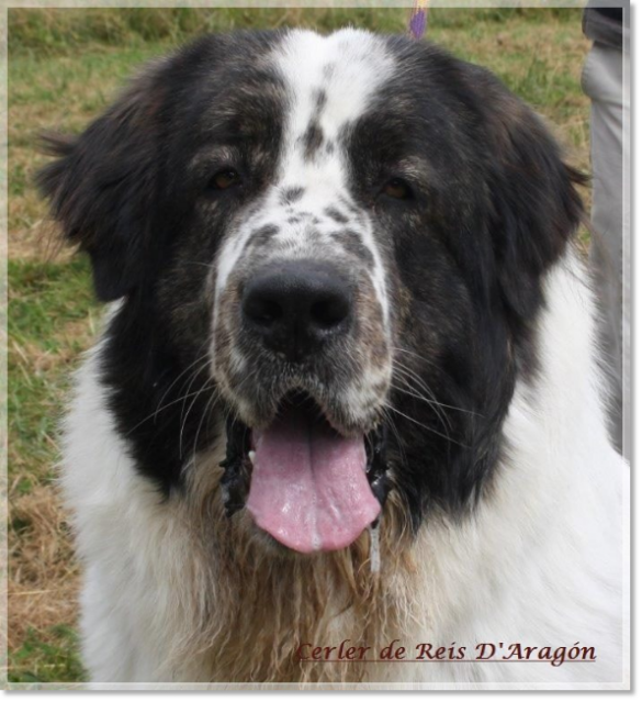 Chiot mâtin des Pyrénées Cerler de Reis D'Aragón - France