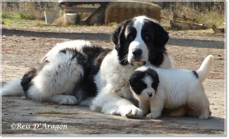 Éleveur de chiots mâtin des Pyrénées Reis D'Aragón