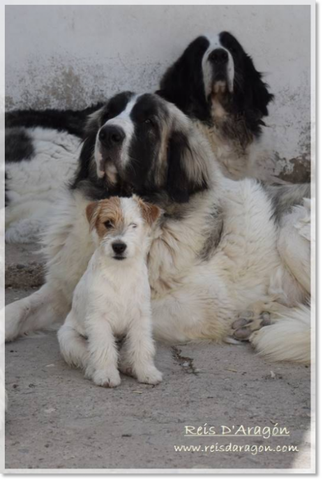 Kim, Yuma et Campanilla, mâtin des Pyrénées et Jack Russell Terrier