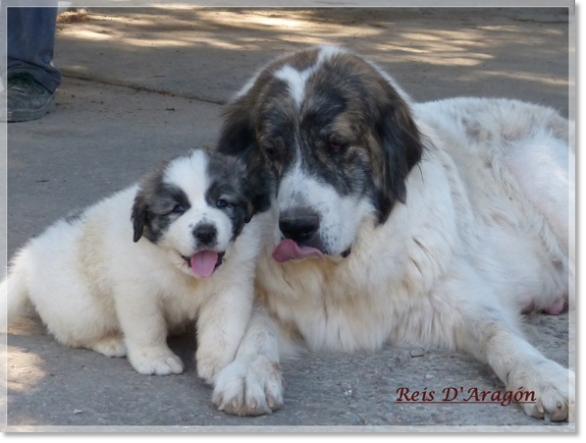 2012 Femelle Mâtin des Pyrénéens Coral avec son chiot Centenero