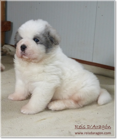 Chiots mâtin des Pyrénées de Reis D'Aragón