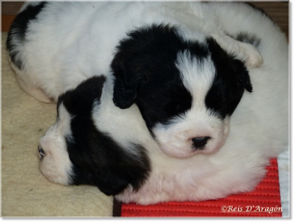 Chiots mâtin des Pyrénées de Reis D'Aragón