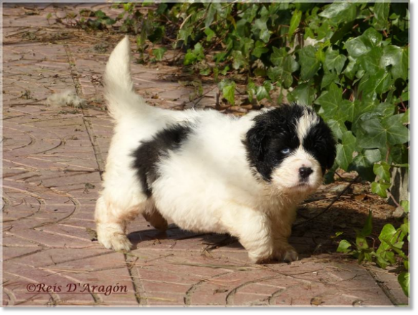 Chiots mâtin des Pyrénées de Reis D'Aragón