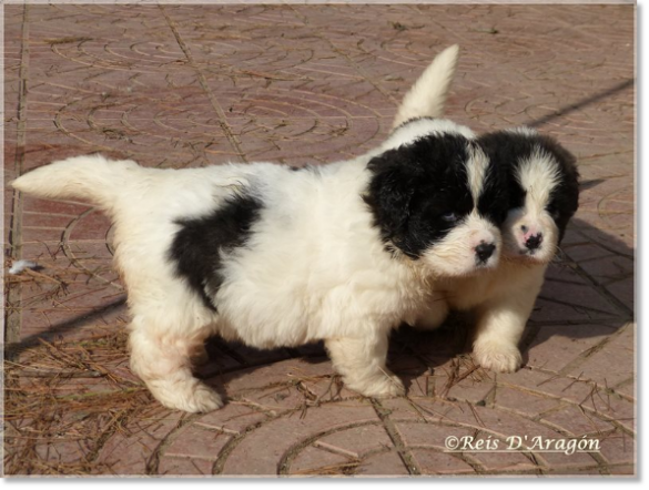 Chiots mâtin des Pyrénées de Reis D'Aragón