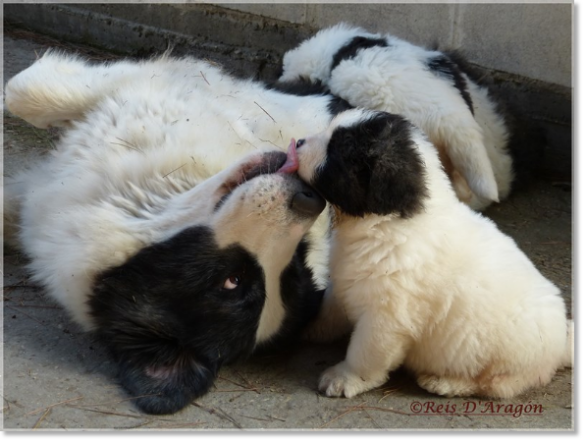 Mâtin des Pyrénées. Giuditta avec ses chiots