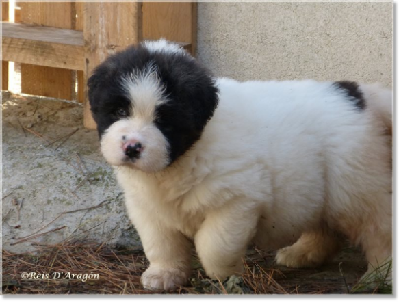 Chiot mâtin des Pyrénées de Reis D'Aragón