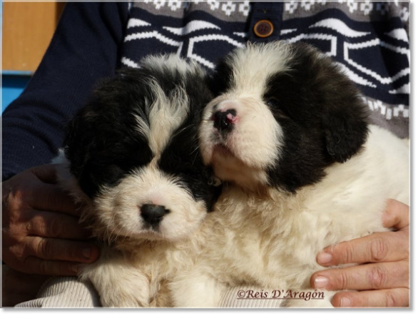 Chiots mâtin des Pyrénées de Reis D'Aragón