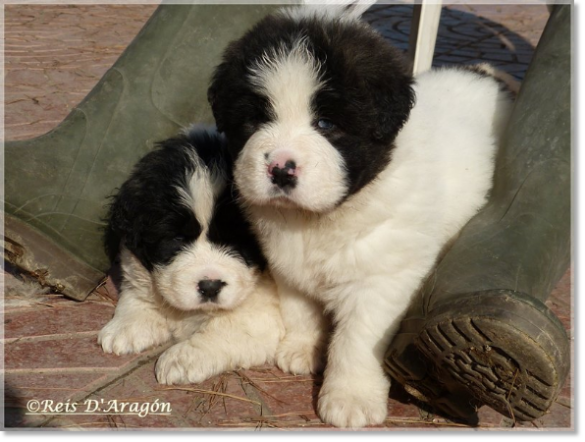 Chiots mâtin des Pyrénées de Reis D'Aragón