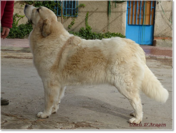 Mère des chiots : Ch Cumbia Colombiana de la Cabaña de Otaula