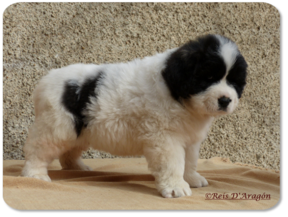 Chiot mâtin des Pyrénées portée "F" de Reis D'Aragón